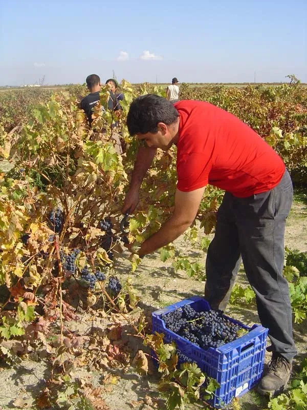 Vendimia a mano de Tinta de Toro en cajas